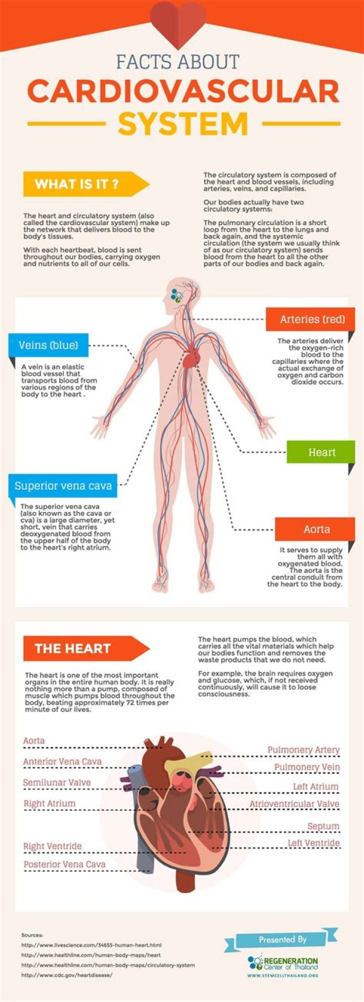 What three things is the cardiovascular system made up of?