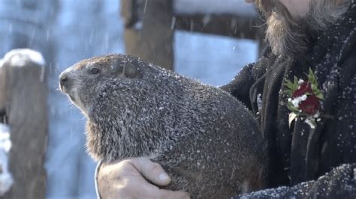 What time does Groundhog look for shadow?
