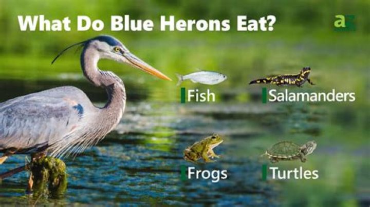 What time of day do blue herons feed?
