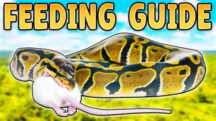 What time of day should you feed a ball python?