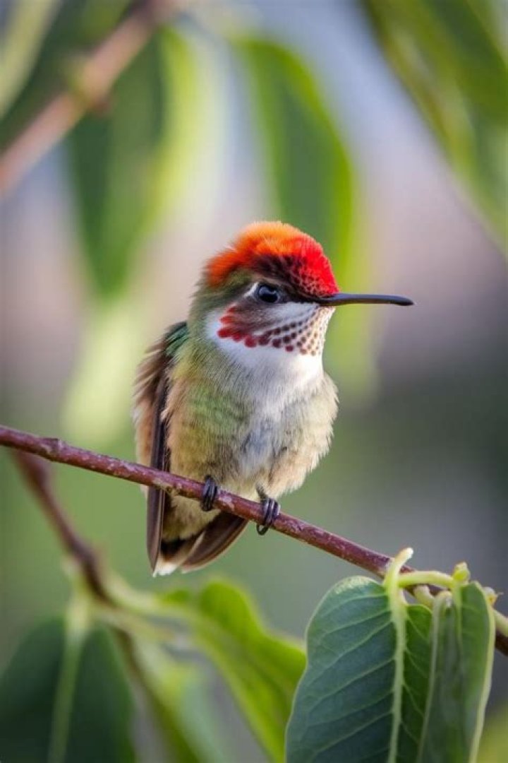 What to do if you find a bird with a tag?