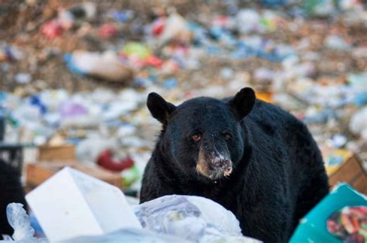 What to do if you see a black bear in your neighborhood?