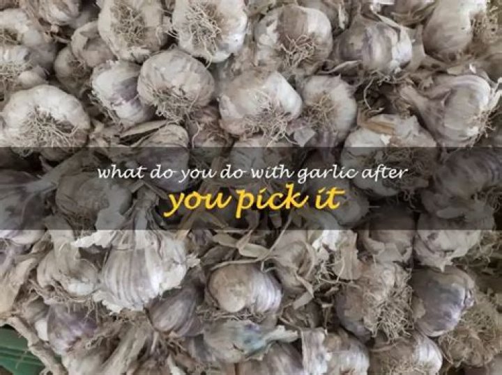 What to do with garlic after you pick it?