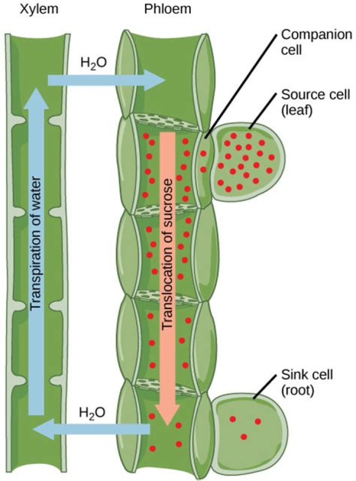 What transports solutes in plants?