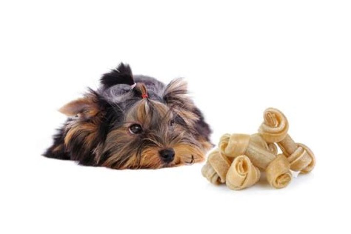 What treats can I give my Yorkie puppy?