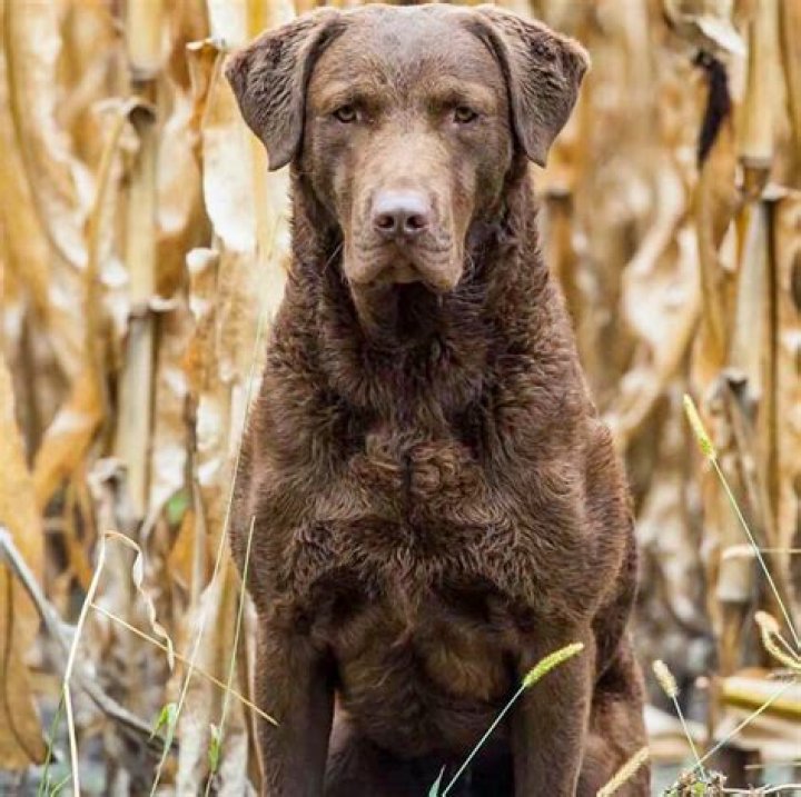 What two dogs make a Chesapeake Bay Retriever?