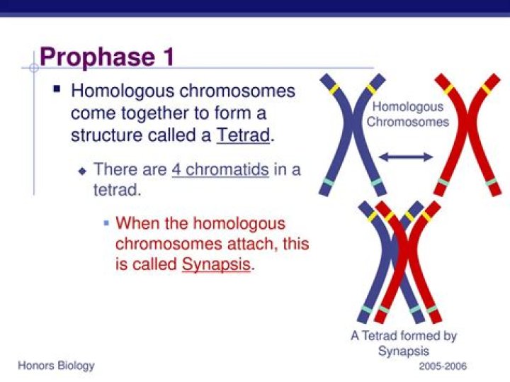 What two structures make up a Tetrad?