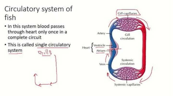 What type of circulatory system do Mollusca have?