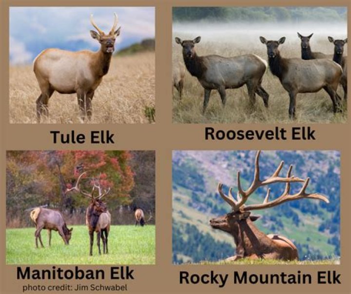 What type of elk are in Alberta?