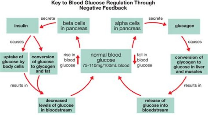 What type of feedback loop is blood glucose regulation?