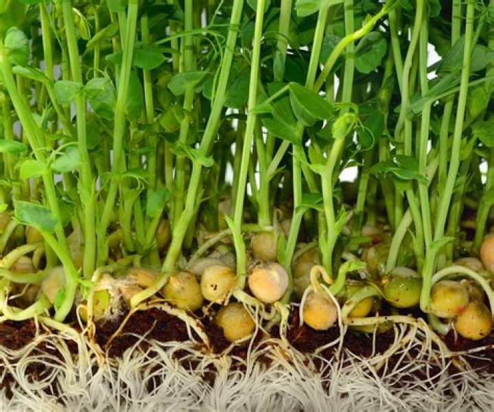 What type of germination is chickpeas?