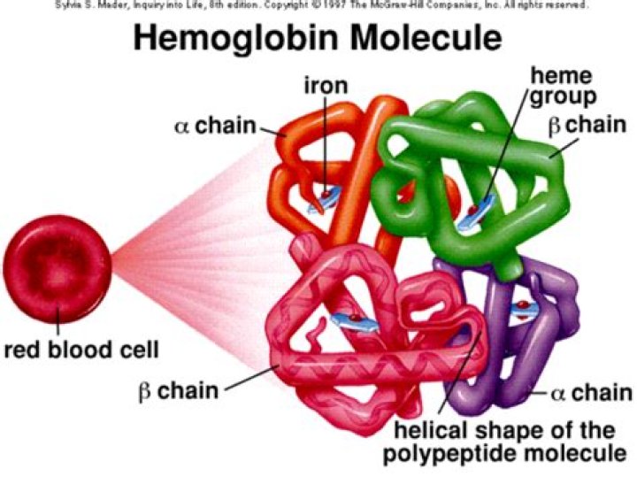 What type of molecule is hemoglobin quizlet?