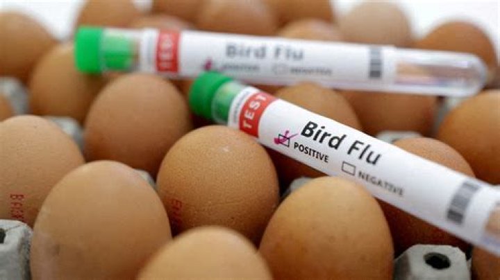 What type of pathogen causes bird flu?