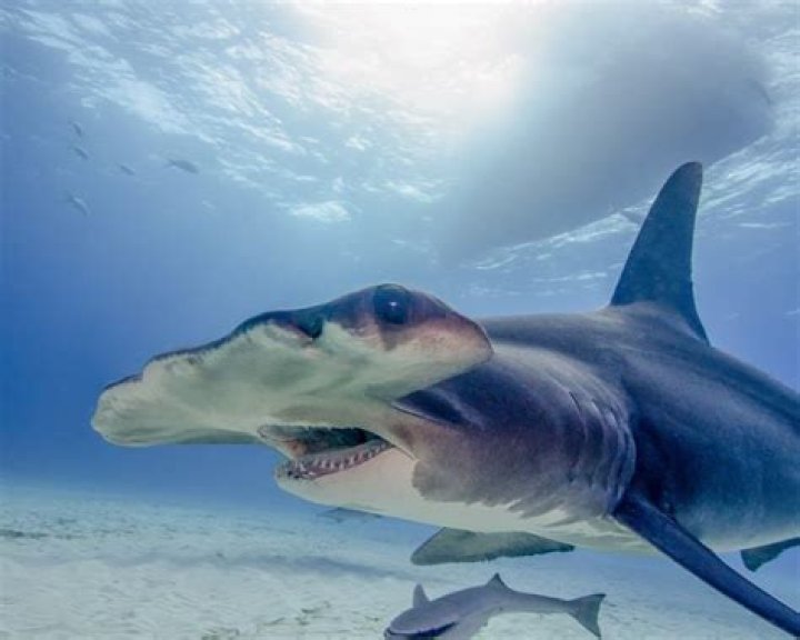What type of skin do hammerhead sharks have?