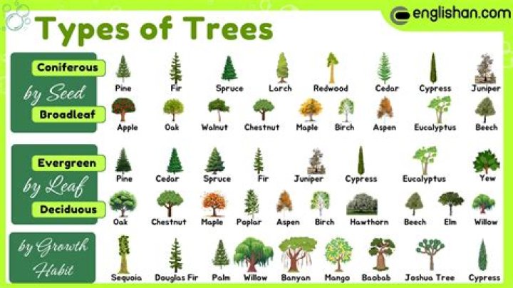What type of trees grow in Russia?
