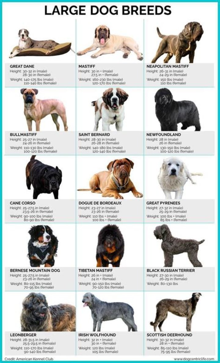 What types of dogs come from China?
