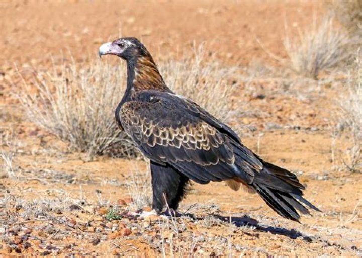 What types of eagles are in Australia?