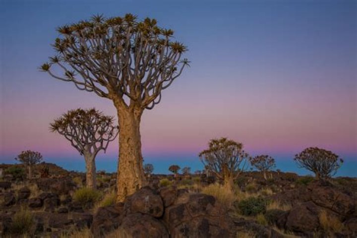 What types of trees are in the African savanna?