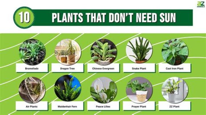 What vegetable plants need less sun?