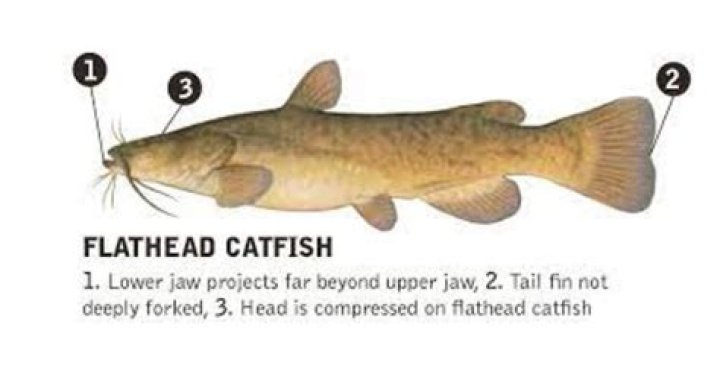 What water temp do flathead catfish start biting?