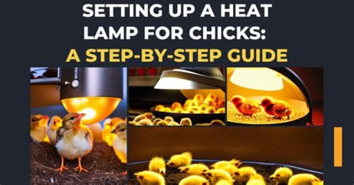 What watt bulb do chicks need?