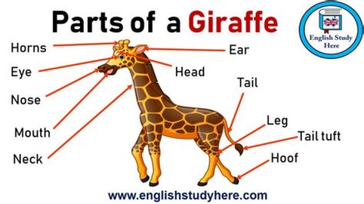 What we call giraffe in English?