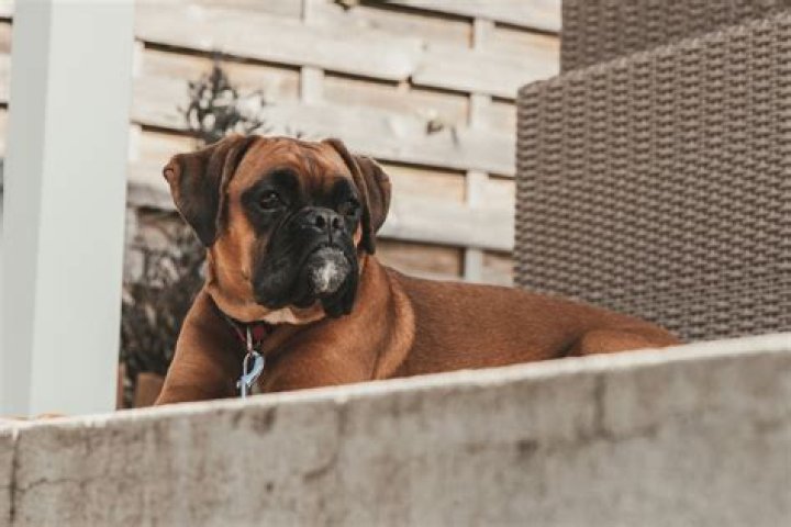 What were dogs initially bred for?