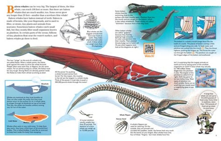What were whale bones used for?