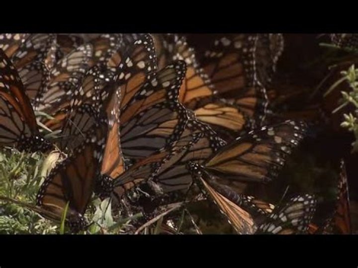 What will happen if monarch butterflies go extinct?