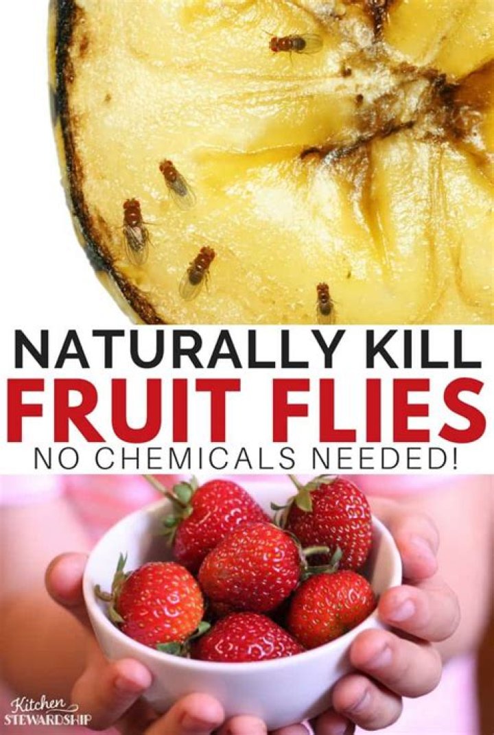 What will kill fruit flies instantly?