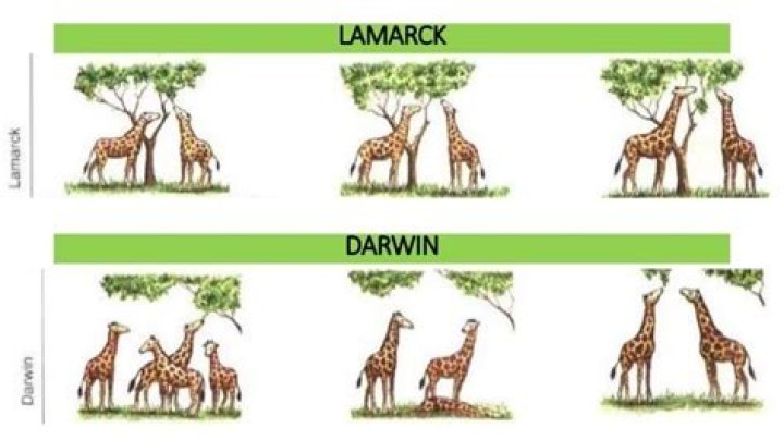 What would Charles Darwin have to say about Lamarck's theory?