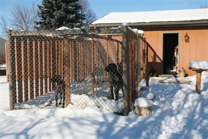When can a dog go to a kennel?