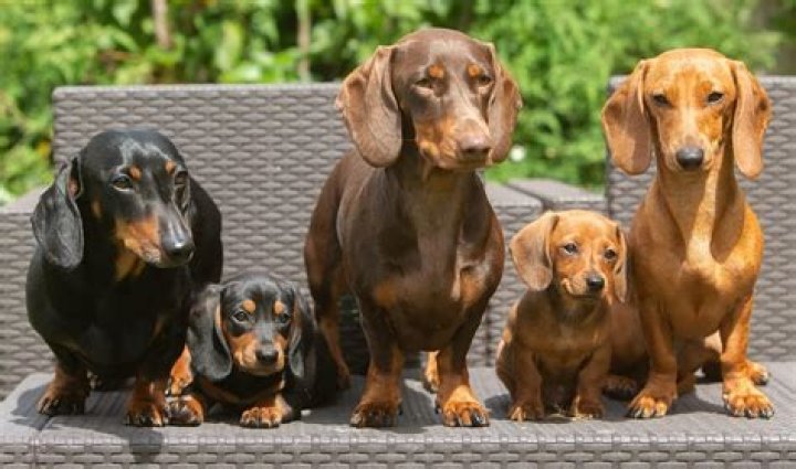 When can I breed my dachshund?
