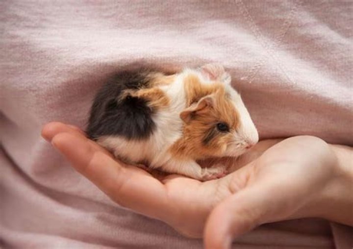 When can you hold a baby guinea pig?