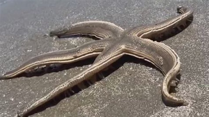 When can you see a starfish?