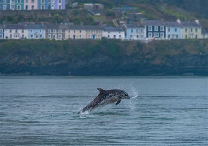 When can you see dolphins in Wales?