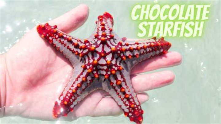 When did Chocolate Starfish come out?