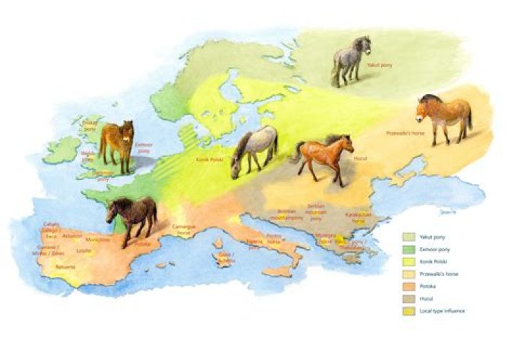 When did Europe get horses?