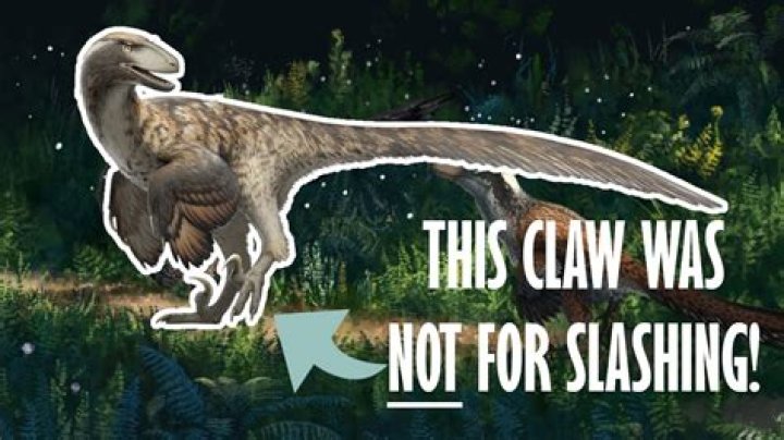 When did Raptors move to ACC?