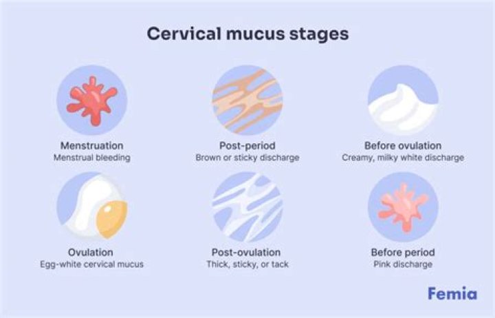 When does cervical mucus dry up after ovulation?
