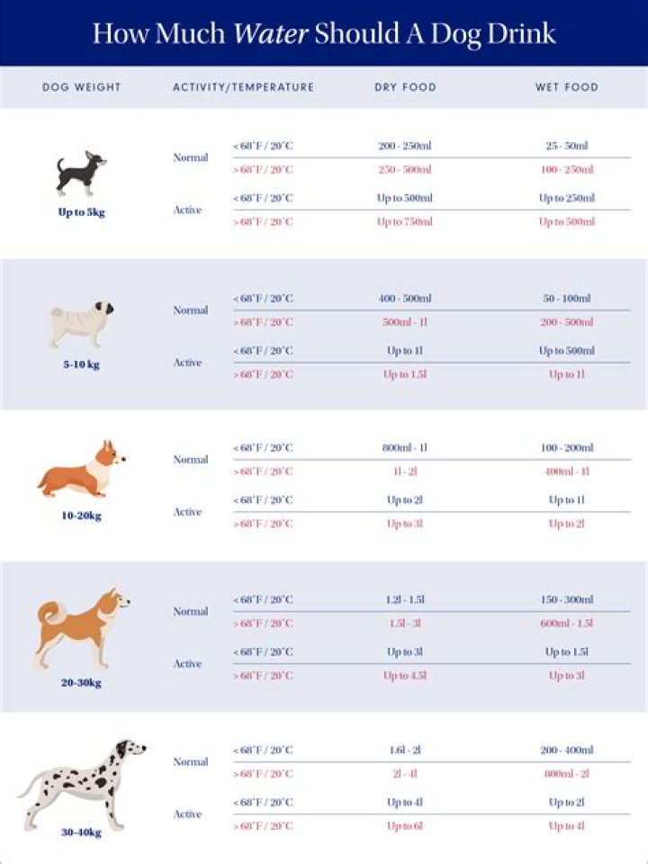 When should I expose my puppy to water?