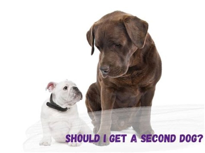 When should I get a second puppy?
