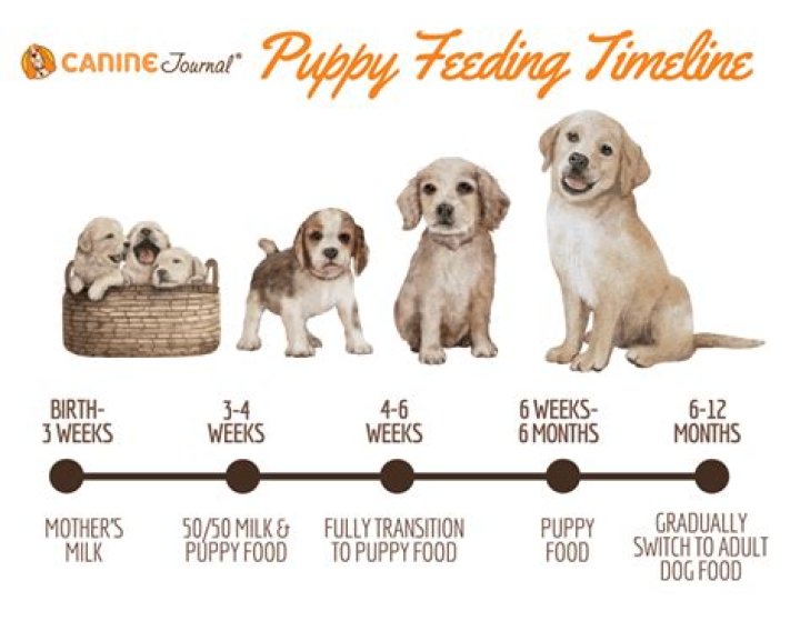 When should I start giving my puppy formula?