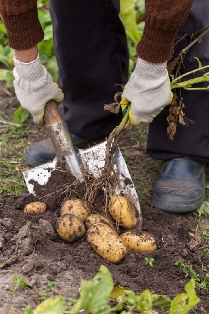 When should Patola be harvested?
