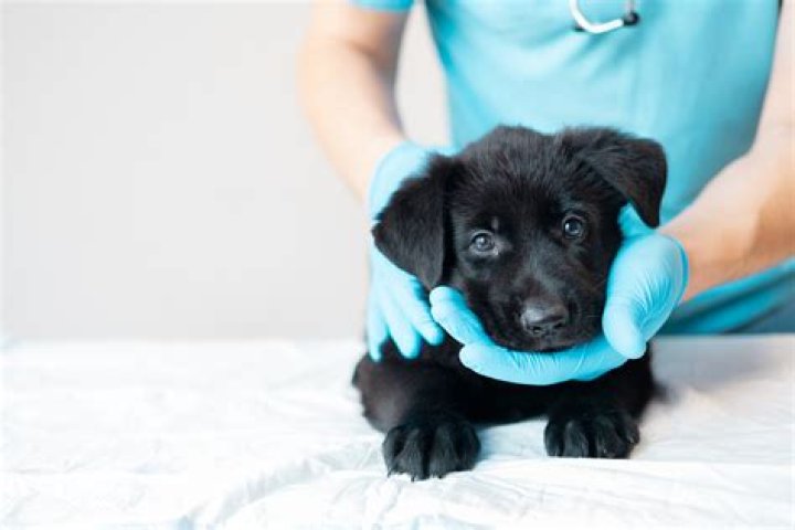 When should you take puppy to vet?