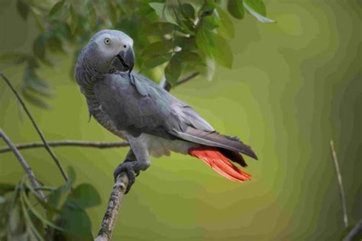 When was the African GREY discovered?