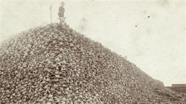 When was the extermination of the buffalo?