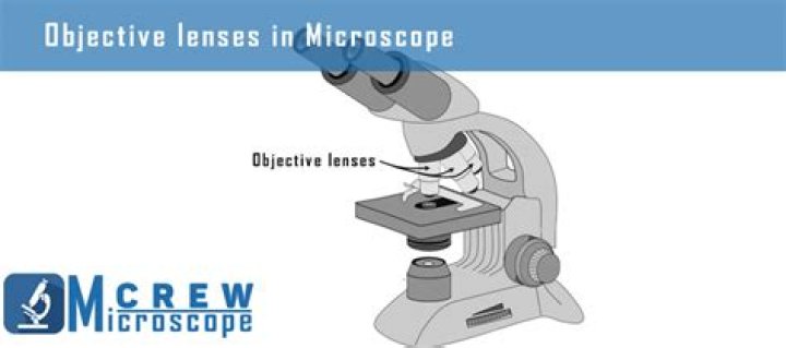 When you increase the power of an objective lens on a microscope?