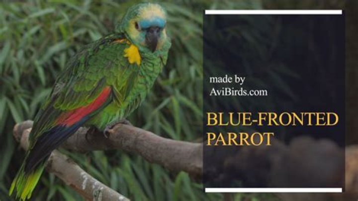 Where are Blue Fronted Amazons from?