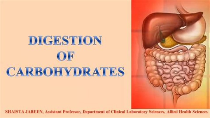 Where are carbohydrates digested in the body?